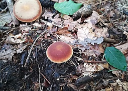 Kastanienbrauner Rübling