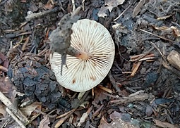 Kastanienbrauner Rübling (Rhodocollybia butyracea var. | Pilzfinder.de