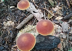 Kastanienbrauner Rübling