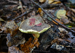 Rotfußröhrling