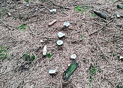 Grüner Anistrichterling