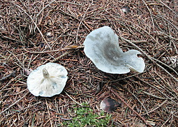Grüner Anistrichterling