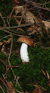 Brauner Ledertäubling