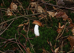 Brauner Ledertäubling