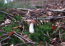 Brauner Ledertäubling