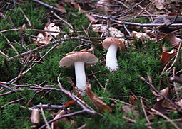 Brauner Ledertäubling