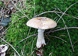 Perlpilz