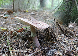 Perlpilz
