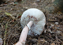 Perlpilz