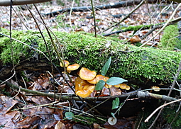 Samtfußrübling