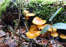 Samtfußrübling