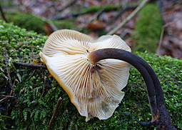 Samtfußrübling