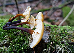 Samtfußrübling