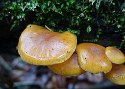 Samtfußrübling