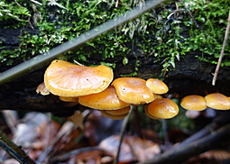 Samtfußrübling