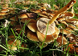 Trompetenschnitzling