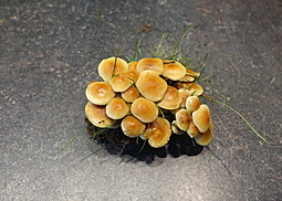 Trompetenschnitzling