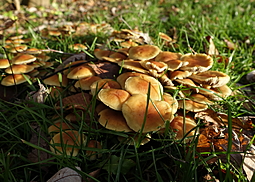 Trompetenschnitzling