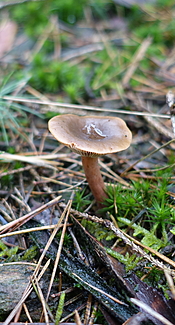 Rotbrauner Milchling