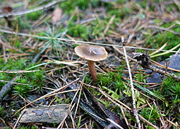 Rotbrauner Milchling
