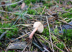 Rotbrauner Milchling