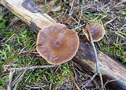 Rotbrauner Milchling