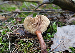 Rotbrauner Milchling