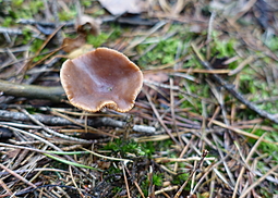 Rotbrauner Milchling