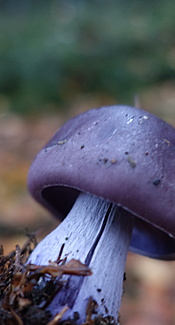 Bocksdickfuß  