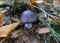 Bocksdickfuß  