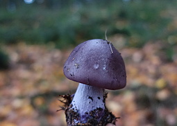 Bocksdickfuß  