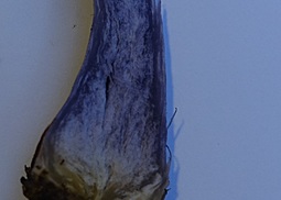 Bocksdickfuß  