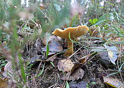 Goldröhrling