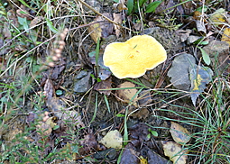 Goldröhrling