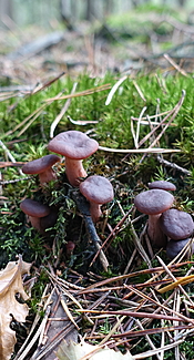 Feinschuppiger Ritterling