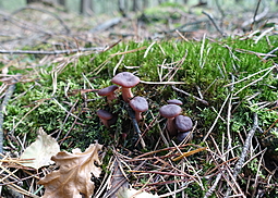 Feinschuppiger Ritterling