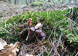 Feinschuppiger Ritterling