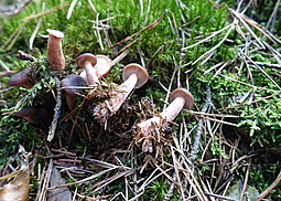Feinschuppiger Ritterling