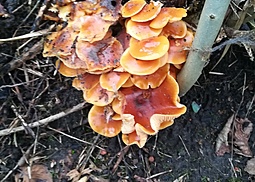 Samtfußrübling