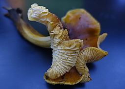 Samtfußrübling