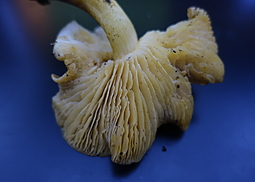Samtfußrübling