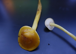 Samtfußrübling