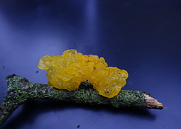 Goldgelber Zitterling