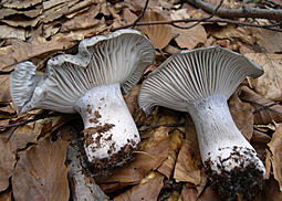 Märzschneckling