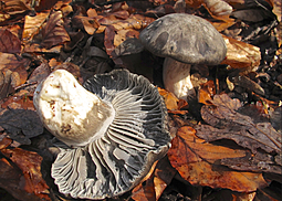 Märzschneckling