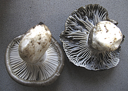 Märzschneckling