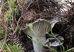 Märzschneckling