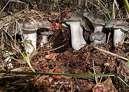 Märzschneckling