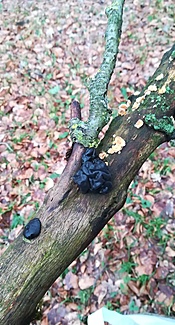 Warziger Drüsling