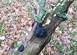 Warziger Drüsling